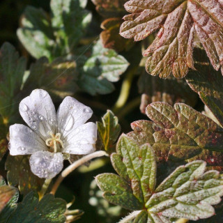 GERANIUM 'Sanne'