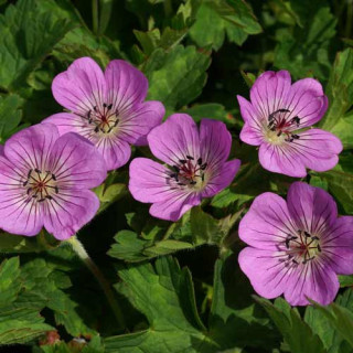Plantes Vivaces GERANIUM 'Silvia's Surprise' ® - Géranium vivace en vente - Bec de Grue en vente - Pépinière Lepage .