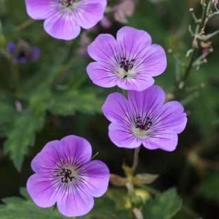 Plantes Vivaces GERANIUM 'Silvia's Surprise' ® - Géranium vivace en vente - Bec de Grue en vente - Pépinière Lepage .