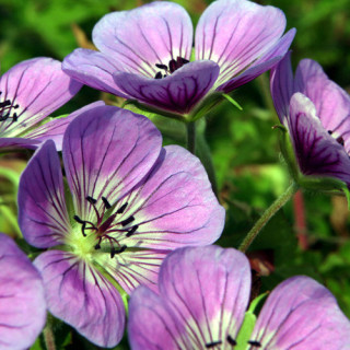 GERANIUM 'Sweet Heidy' ®
