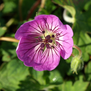 Plantes Vivaces GERANIUM 'Sweet Heidy' ® - Géranium vivace en vente - Bec de Grue en vente - Pépinière Lepage .