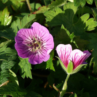 Plantes Vivaces GERANIUM 'Sweet Heidy' ® - Géranium vivace en vente - Bec de Grue en vente - Pépinière Lepage .