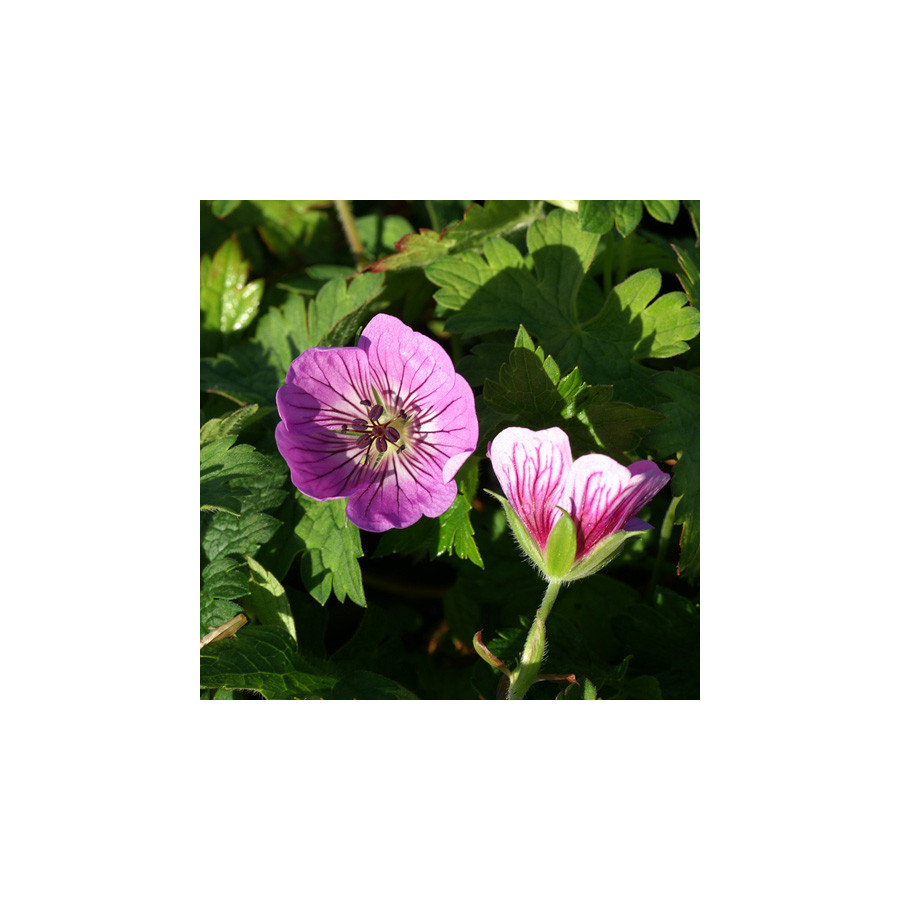 Plantes Vivaces GERANIUM 'Sweet Heidy' ® - Géranium vivace en vente - Bec de Grue en vente - Pépinière Lepage .