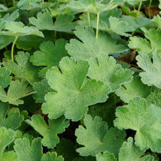 GERANIUM 'Terre Franche'