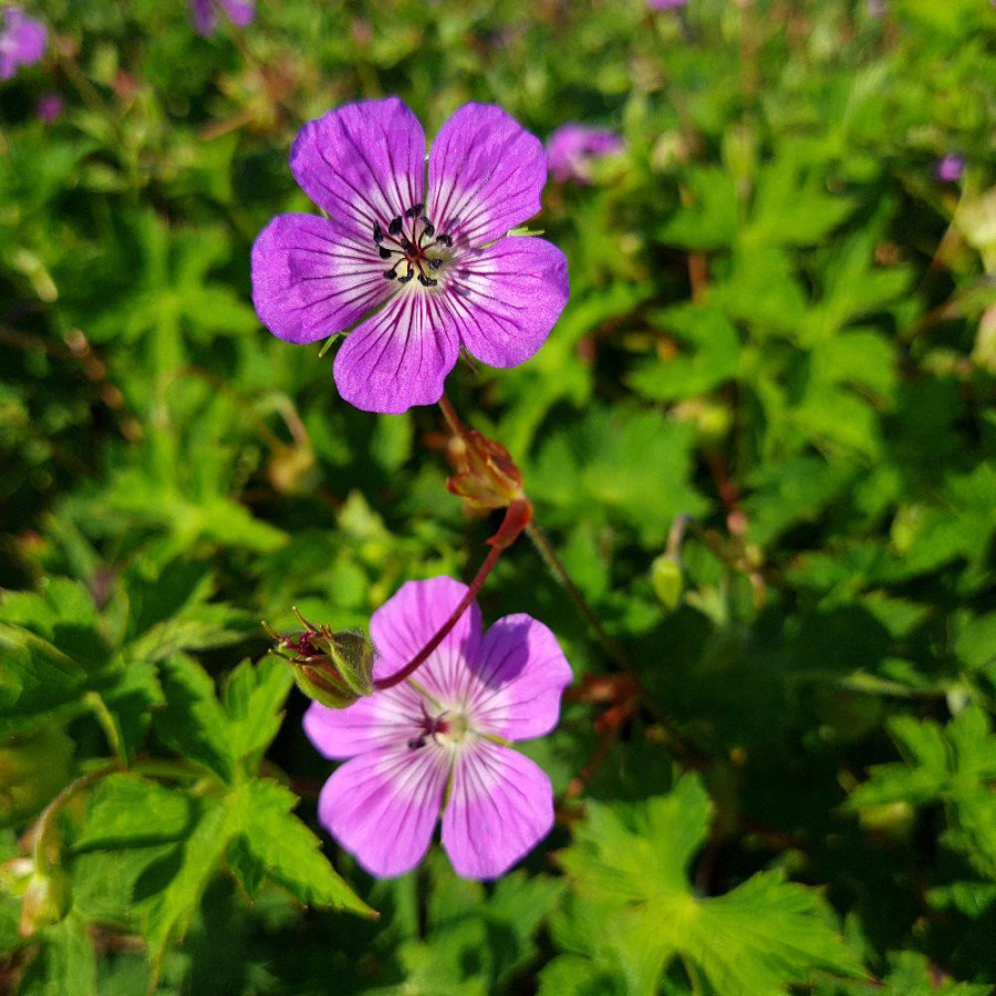 Plantes Vivaces GERANIUM Magical ® 'All Summer Delight' - Géranium vivace en vente - Bec de Grue en vente - Pépinière Lepage .
