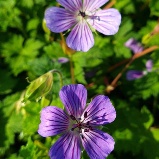 GERANIUM Magical ® 'All Summer Joy'