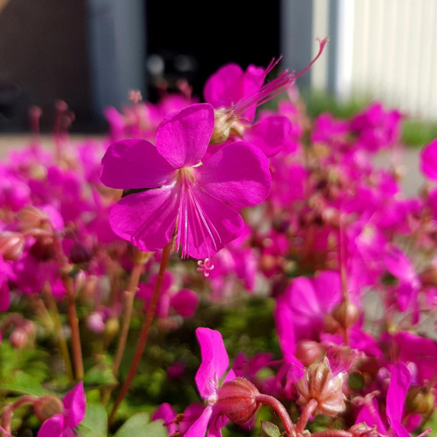 GERANIUM cantabrigiense 'Intense' ®