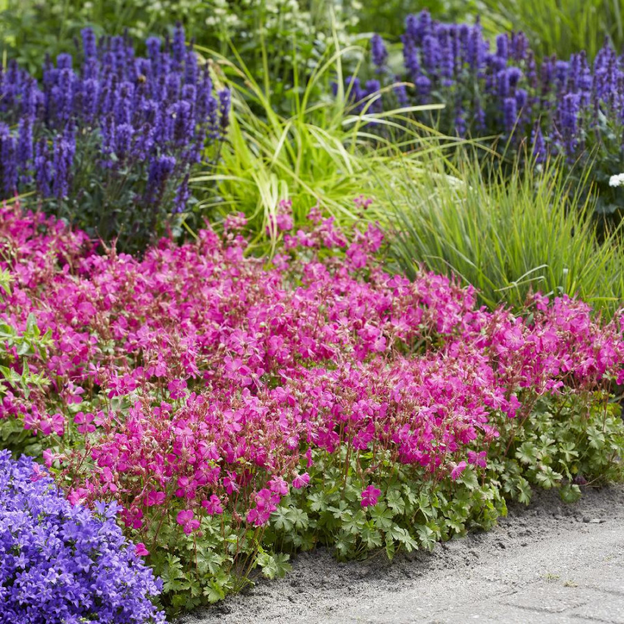 GERANIUM cantabrigiense 'Intense' ®