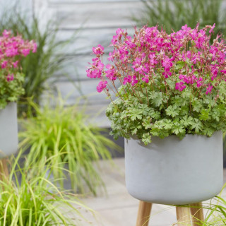 GERANIUM cantabrigiense 'Intense' ®