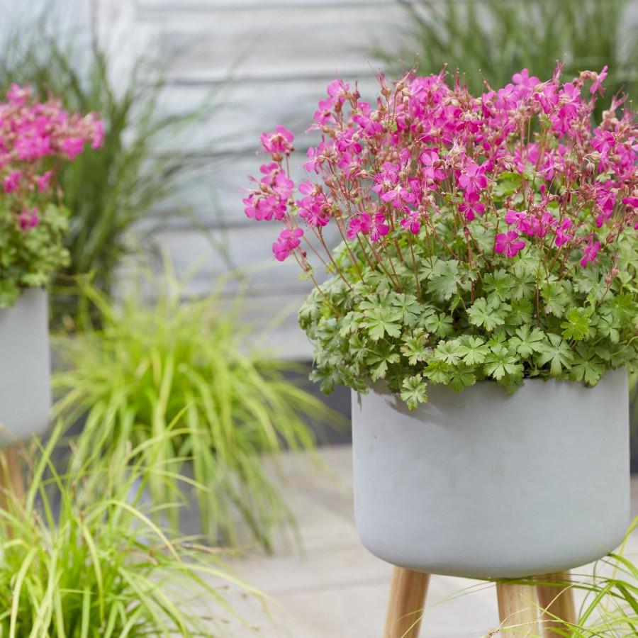 GERANIUM cantabrigiense 'Intense' ®