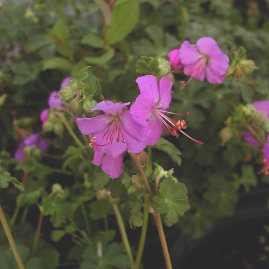 Plantes Vivaces GERANIUM cantabrigiense 'Karmina' - Géranium vivace en vente - Bec de Grue en vente - Pépinière Lepage .