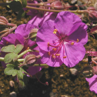 Plantes Vivaces GERANIUM cantabrigiense 'Karmina' - Géranium vivace en vente - Bec de Grue en vente - Pépinière Lepage .