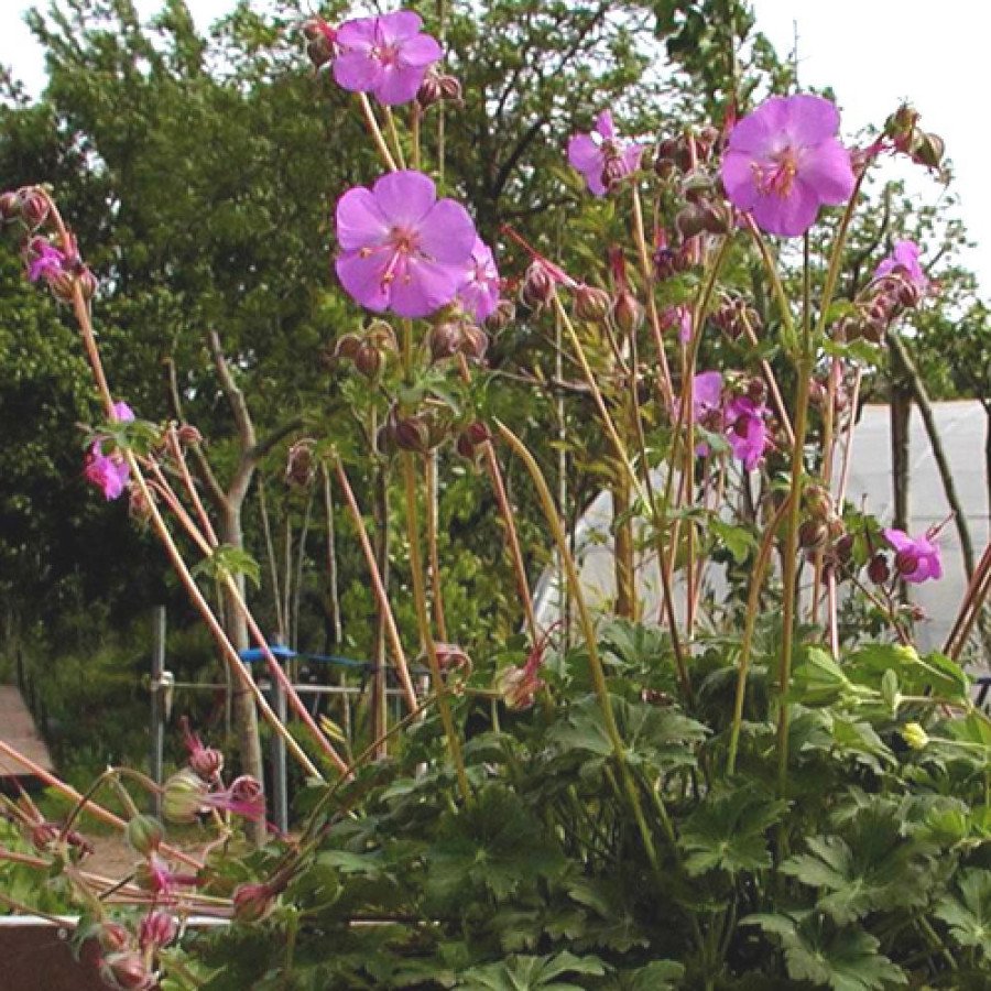 Plantes Vivaces GERANIUM cantabrigiense 'Karmina' - Géranium vivace en vente - Bec de Grue en vente - Pépinière Lepage .