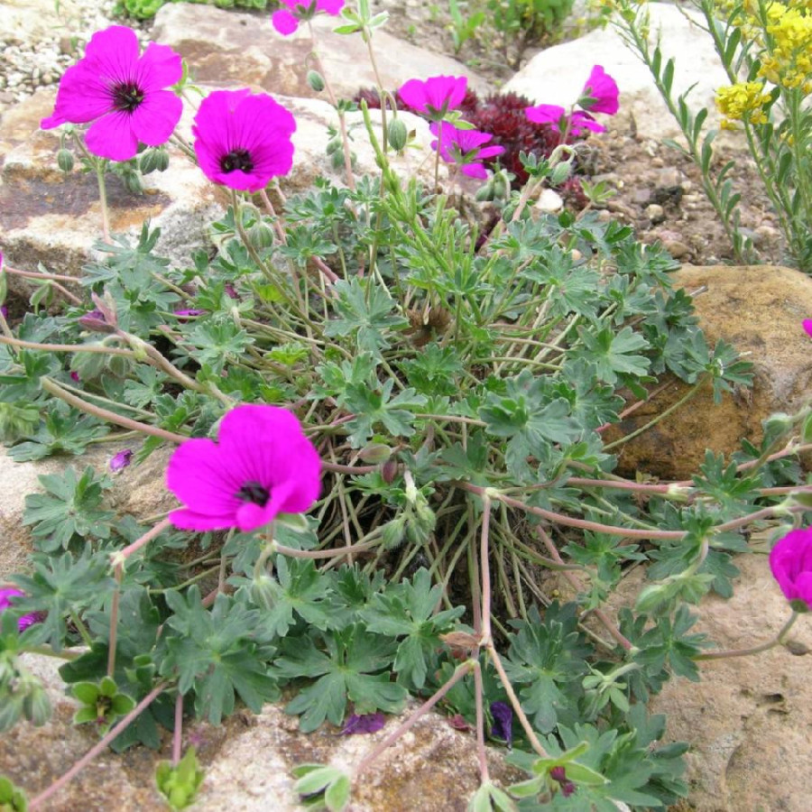 Plantes Vivaces GERANIUM cinereum 'Giuseppii' - Geranium Cendré en vente - Géranium vivace en vente - Pépinière Lepage .