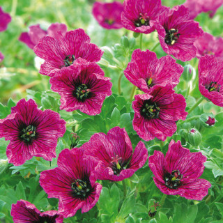 GERANIUM cinereum 'Purple Pillow'