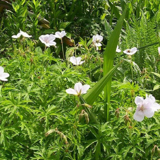 Plantes Vivaces GERANIUM clarkei 'Kashmir Pink' - Géranium vivace en vente - Bec de Grue en vente - Pépinière Lepage .