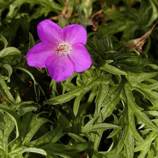 GERANIUM clarkei 'Kashmir Purple'