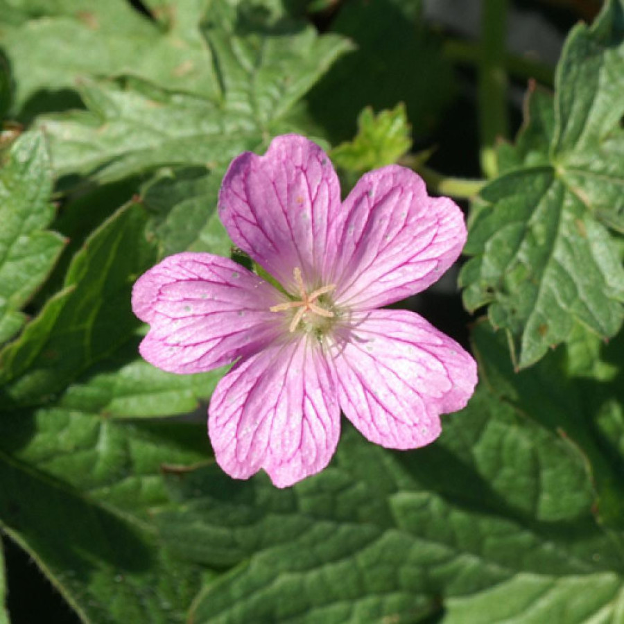 Plantes Vivaces GERANIUM endressii - Géranium vivace en vente - Bec de Grue en vente - Pépinière Lepage .