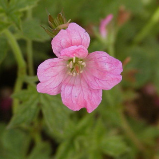 Plantes Vivaces GERANIUM endressii 'Wargrave Pink' - Géranium vivace en vente - Bec de Grue en vente - Pépinière Lepage .