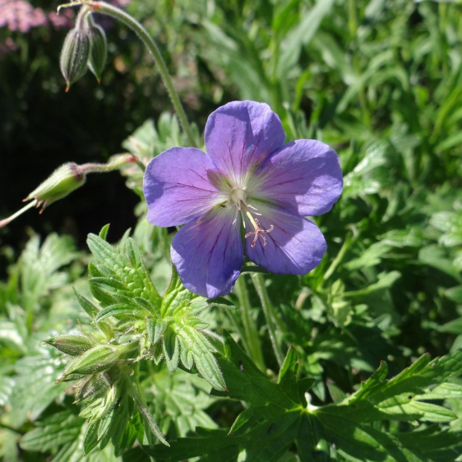 Plantes Vivaces GERANIUM himalayense - Géranium vivace de l'Himalaya en vente - Bec de Grue en vente - Pépinière Lepage .