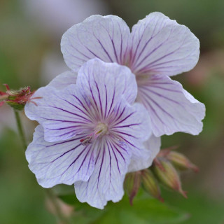 GERANIUM himalayense 'Derrick Cook'