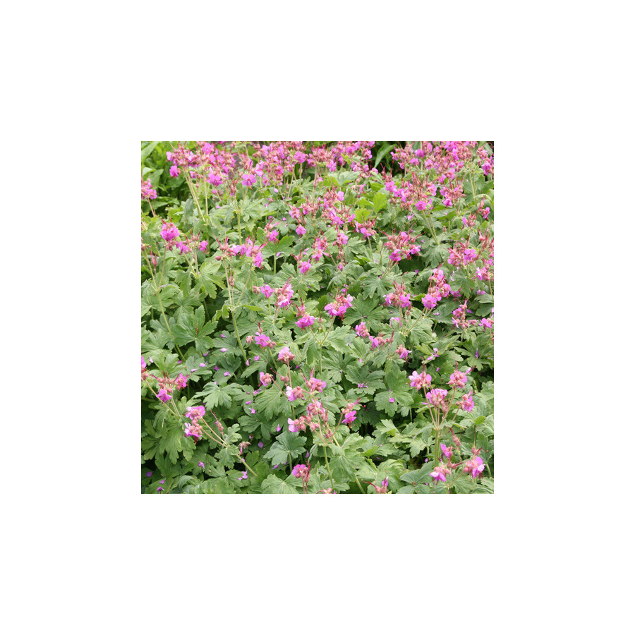 Plantes Vivaces GERANIUM macrorrhizum 'Bevan's Variety' - Géranium des Balkans en vente - Géranium vivace en vente - Pépinière L