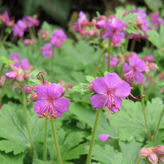 Plantes Vivaces GERANIUM macrorrhizum 'Bevan's Variety' - Géranium des Balkans en vente - Géranium vivace en vente - Pépinière L