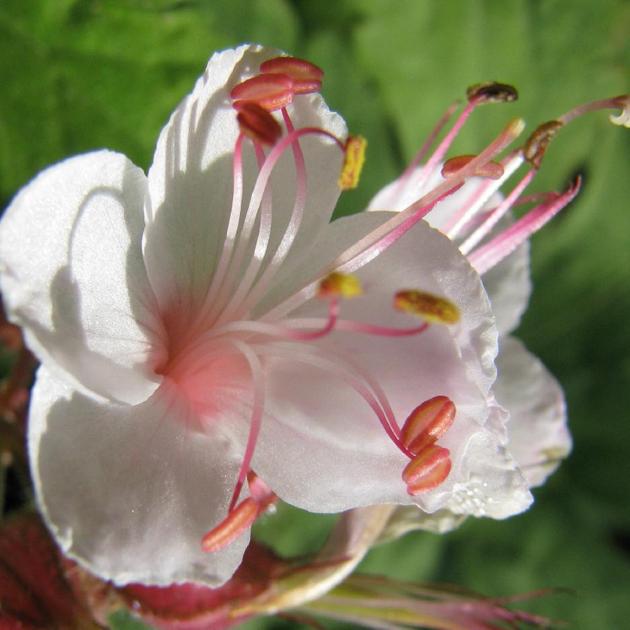 Plantes Vivaces GERANIUM macrorrhizum 'Spessart' - Géranium des Balkans en vente - Géranium vivace en vente - Pépinière Lepage .