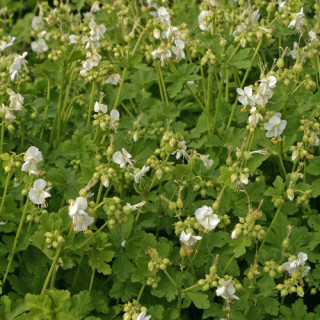 GERANIUM macrorrhizum 'White Ness'