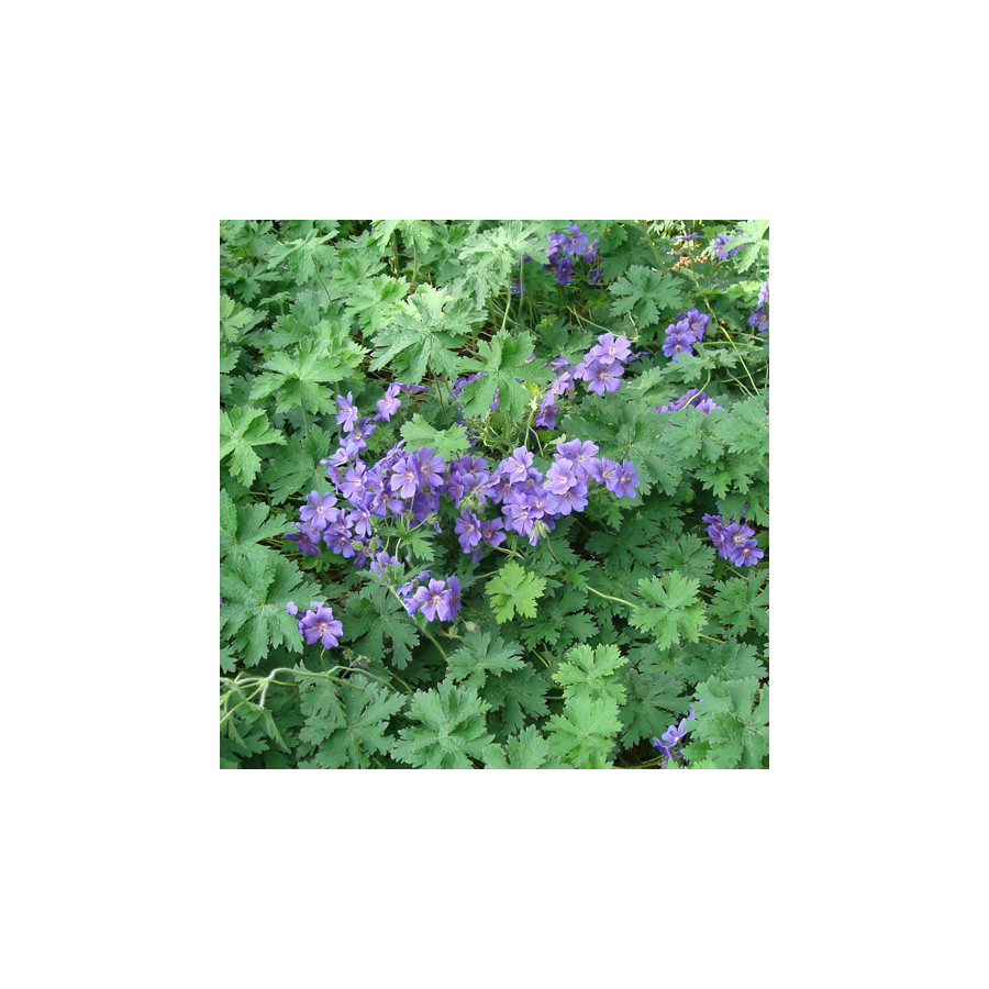 Plantes Vivaces GERANIUM magnificum (platypetalum) - Géranium vivace en vente - Bec de Grue en vente - Pépinière Lepage .