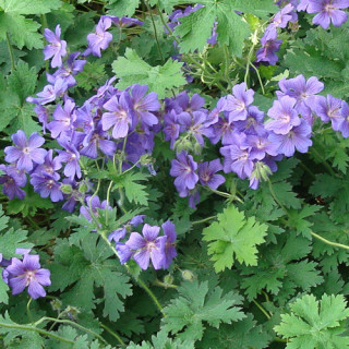 Plantes Vivaces GERANIUM magnificum (platypetalum) - Géranium vivace en vente - Bec de Grue en vente - Pépinière Lepage .