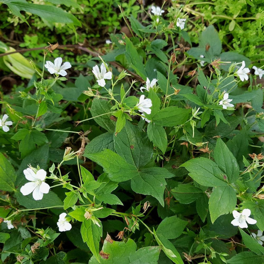 Plantes Vivaces GERANIUM nodosum 'Silverwood' - Géranium noueux  en vente - Géranium vivace  en vente - Pépinière Lepage .