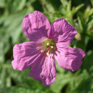 Plantes Vivaces GERANIUM oxonianum 'Rosenlicht' - Géranium vivace en vente - Bec de Grue en vente - Pépinière Lepage .