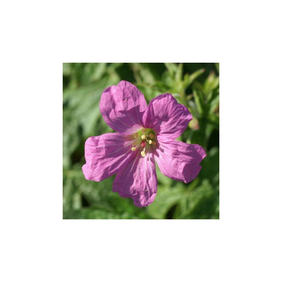 Plantes Vivaces GERANIUM oxonianum 'Rosenlicht' - Géranium vivace en vente - Bec de Grue en vente - Pépinière Lepage .