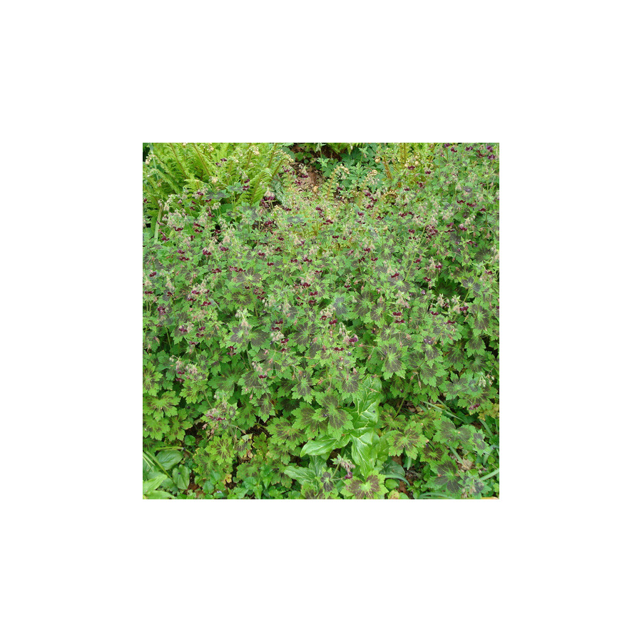 Plantes Vivaces GERANIUM phaeum 'Samobor' - Géranium vivace en vente - Bec de Grue en vente - Pépinière Lepage .