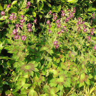 Plantes Vivaces GERANIUM phaeum 'Samobor' - Géranium vivace en vente - Bec de Grue en vente - Pépinière Lepage .