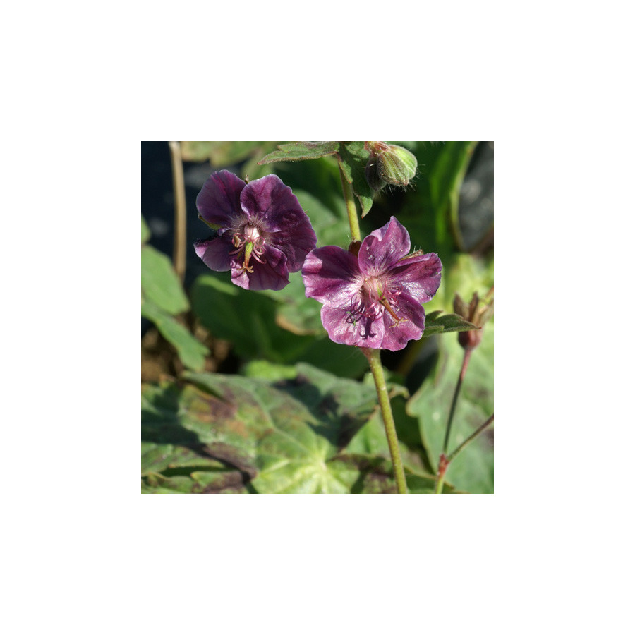 Plantes Vivaces GERANIUM phaeum 'Samobor' - Géranium vivace en vente - Bec de Grue en vente - Pépinière Lepage .