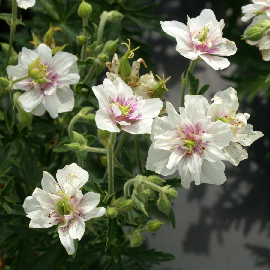 Plantes Vivaces GERANIUM pratense 'Algera Double' - Géranium des prés en vente - Géranium vivace en vente - Pépinière Lepage .