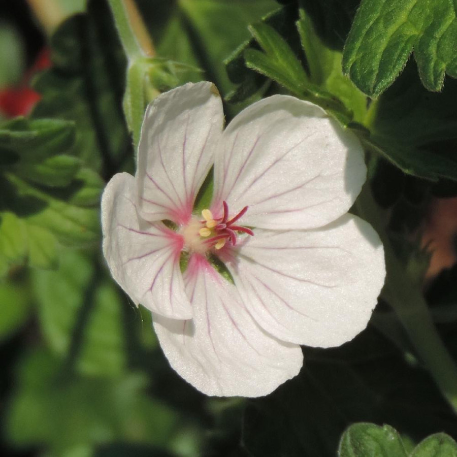 GERANIUM pratense 'Else Lacey'