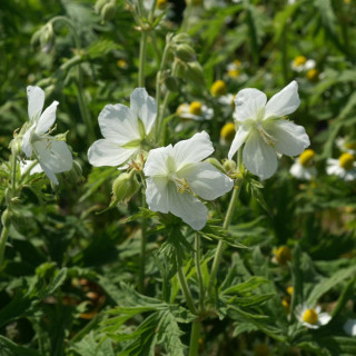 GERANIUM pratense 'Galactic'