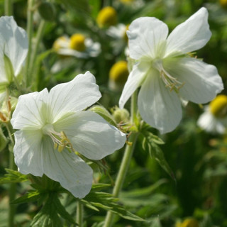 Plantes Vivaces GERANIUM pratense 'Galactic' - Géranium des prés en vente - Géranium vivace en vente - Pépinière Lepage .