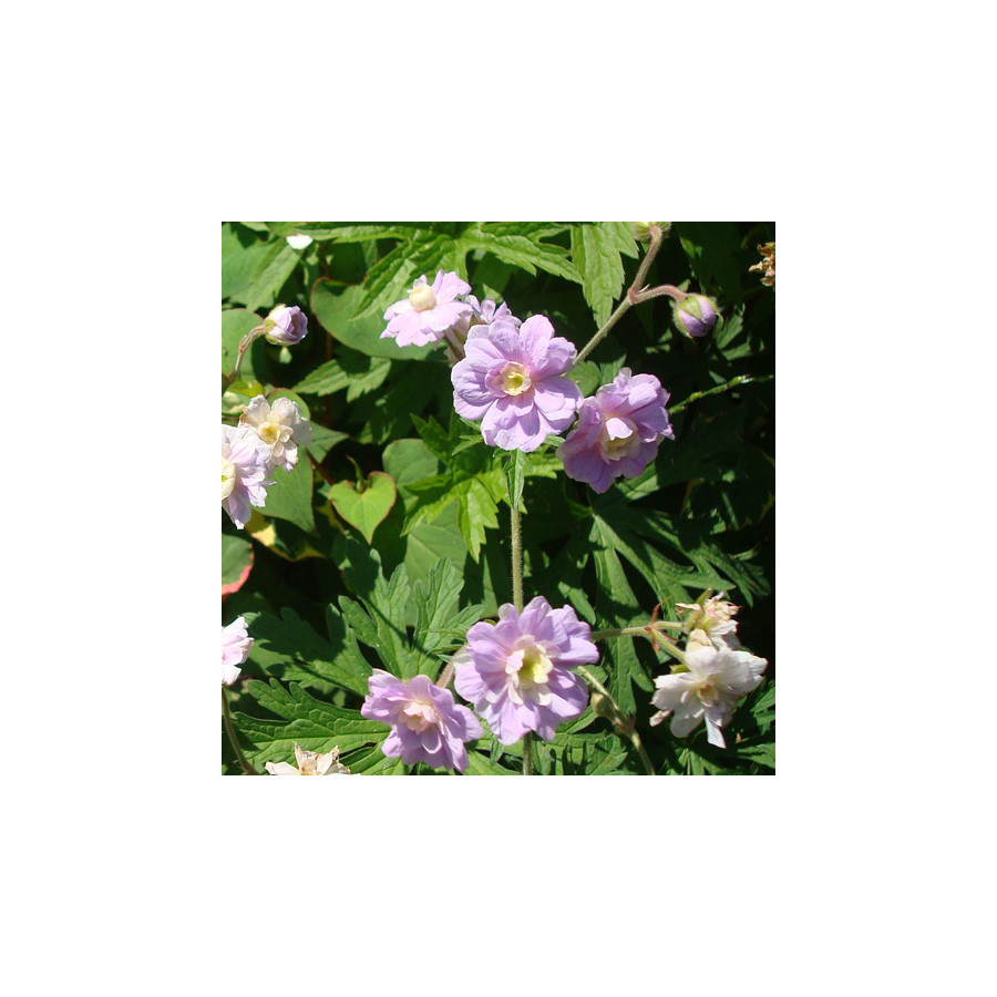Plantes Vivaces GERANIUM pratense 'Summer Skies' - Géranium des prés en vente -  Géranium vivace en vente - Pépinière Lepage .