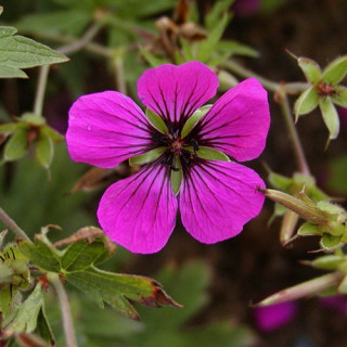 Plantes Vivaces GERANIUM psilostemon - Géranium d'Arménie en vente - Géranium vivace en vente - Pépinière Lepage .