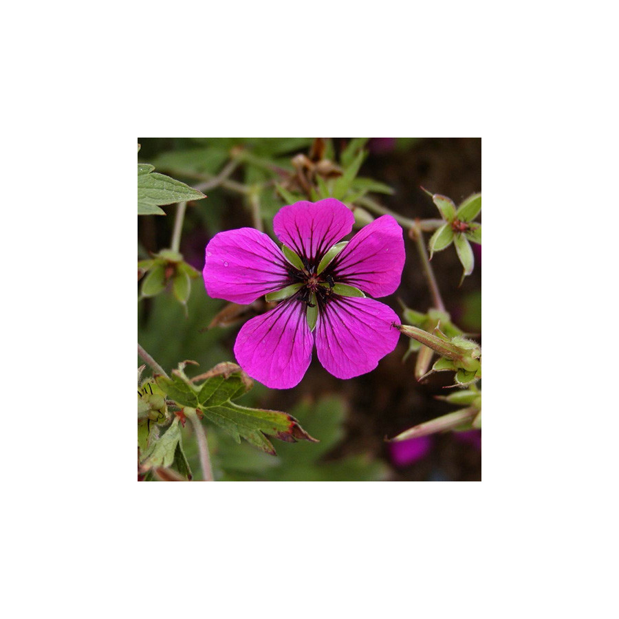 Plantes Vivaces GERANIUM psilostemon - Géranium d'Arménie en vente - Géranium vivace en vente - Pépinière Lepage .
