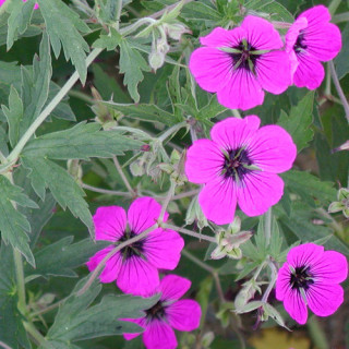 Plantes Vivaces GERANIUM psilostemon - Géranium d'Arménie en vente - Géranium vivace en vente - Pépinière Lepage .