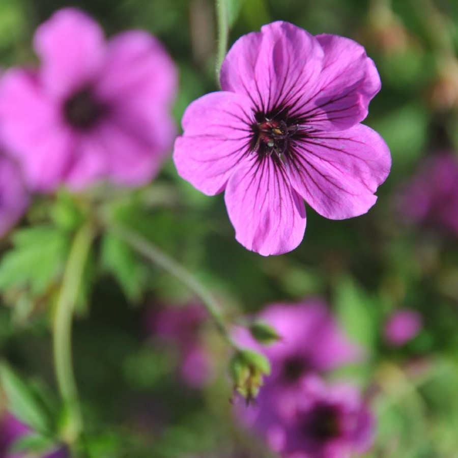 GERANIUM psilostemon 'JS Matu Vu'