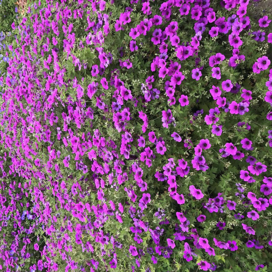GERANIUM psilostemon 'JS Matu Vu'