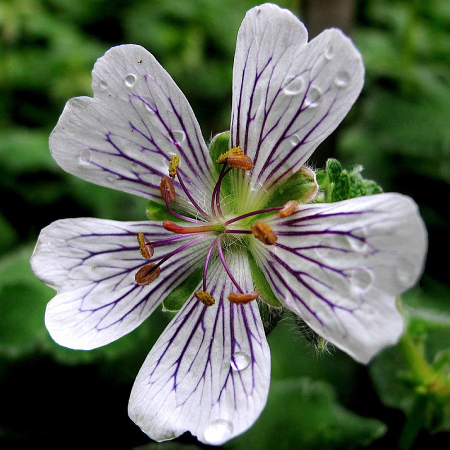 Plantes Vivaces GERANIUM renardii - Géranium vivace en vente - Bec de Grue en vente - Pépinière Lepage .