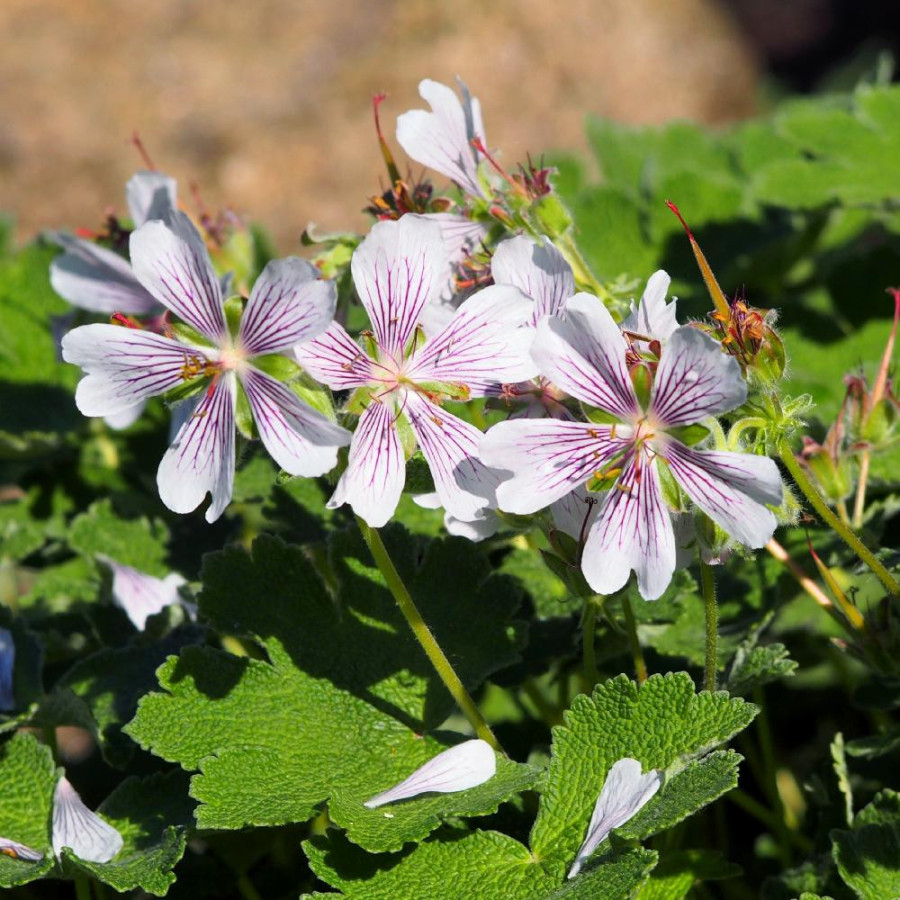 Plantes Vivaces GERANIUM renardii - Géranium vivace en vente - Bec de Grue en vente - Pépinière Lepage .