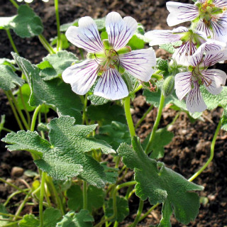 Plantes Vivaces GERANIUM renardii - Géranium vivace en vente - Bec de Grue en vente - Pépinière Lepage .
